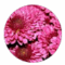 Aida K profile picture